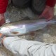 fly-fishing-soca9