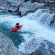 kayak-gal4